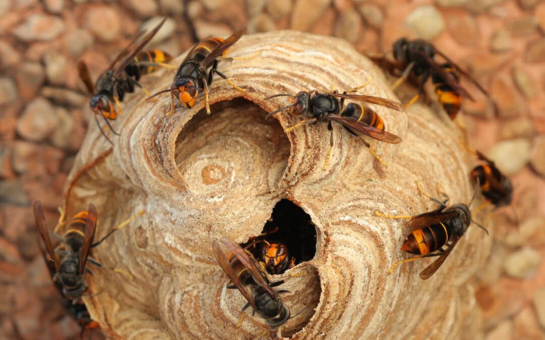 Lancement de la destruction des nids