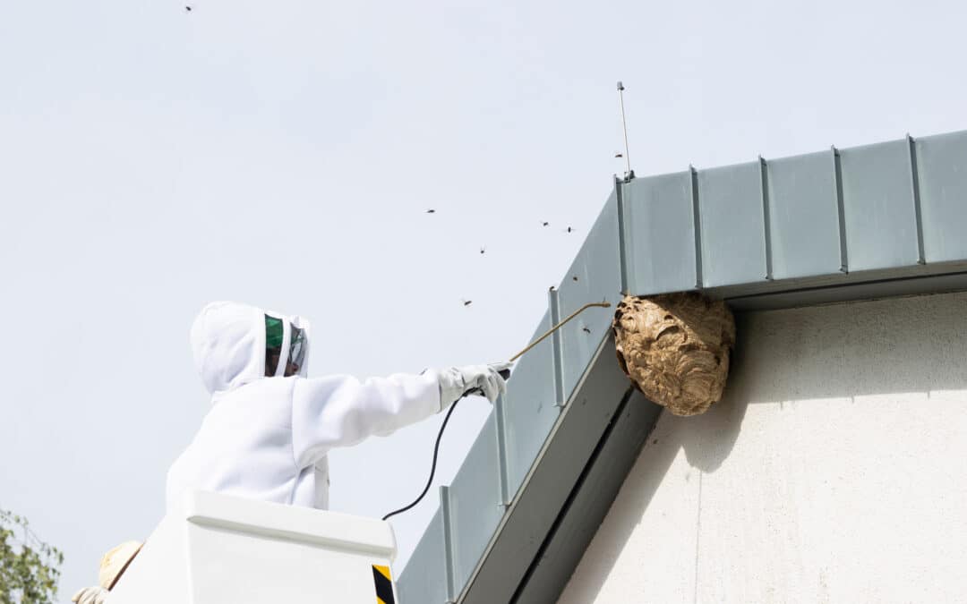 Comment détruire un nid primaire ?