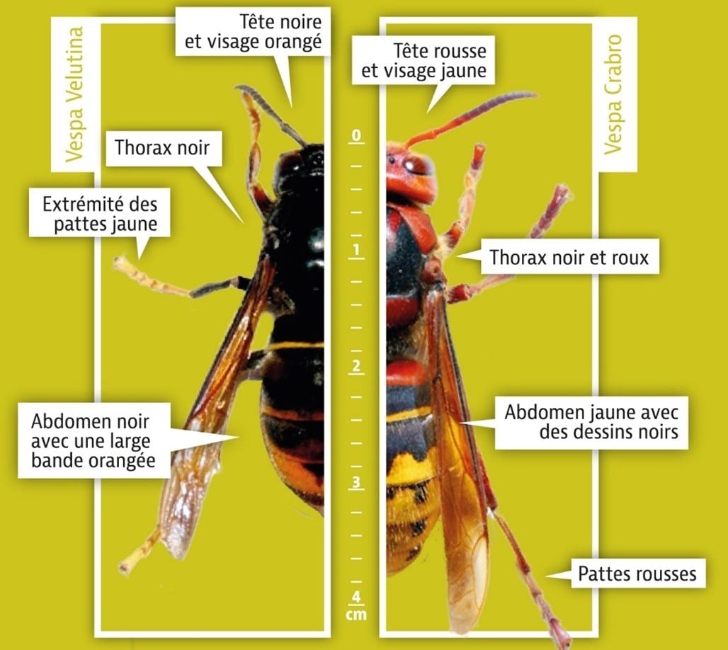 Reconnaitre un frelon asiatique